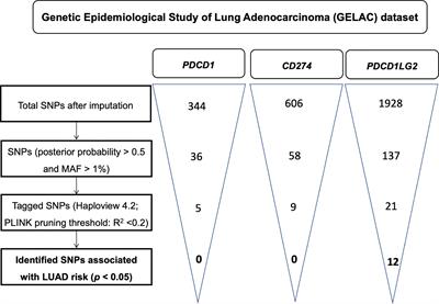 Programmed Death Ligand 2 Gene Polymorphisms Are Associated With Lung Adenocarcinoma Risk in Female Never-Smokers